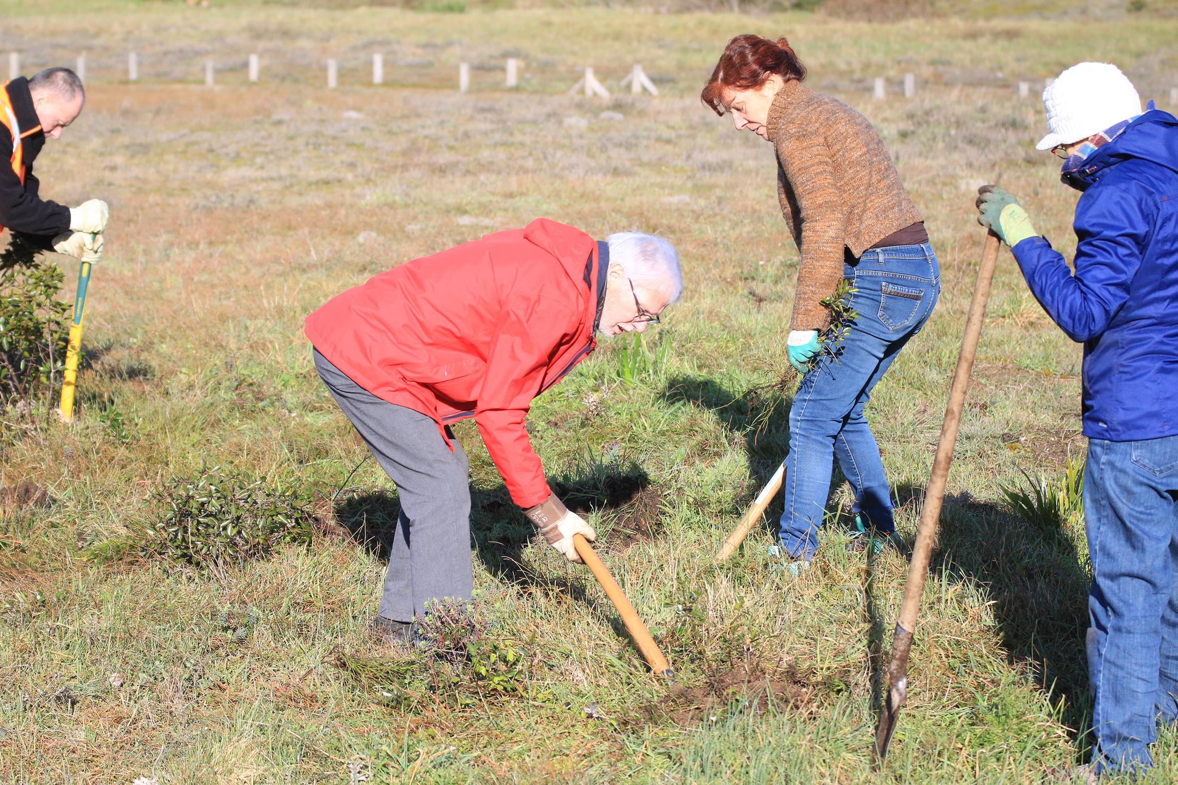 Plantes invasives : une opération d’éradication sur la dune grise de Pornichet le 27 avril