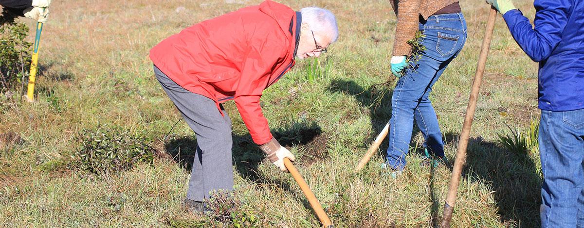 Plantes invasives : une opération d’éradication sur la dune grise de Pornichet le 27 avril