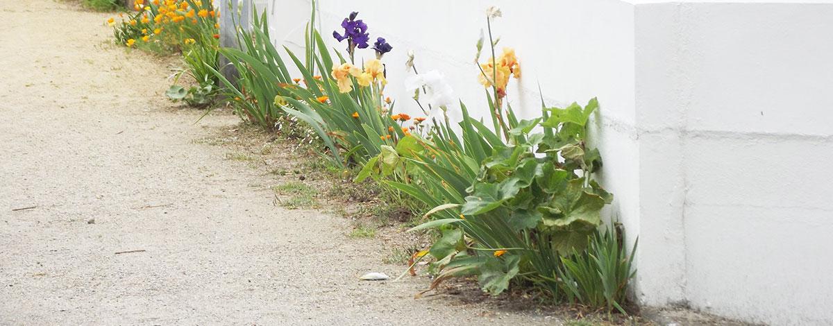 Embellir sa ville en fleurissant son pas de porte