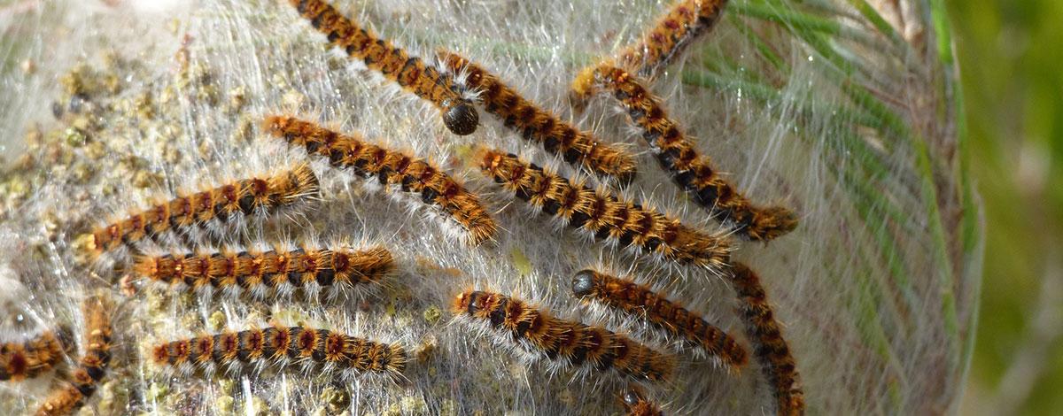 Lutte contre la chenille processionnaire du pin : traitement à partir de lundi