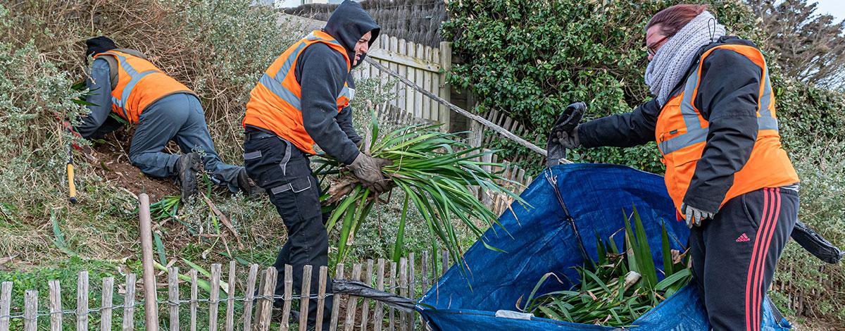 Défendre la dune contre l’envahissement des Yuccas