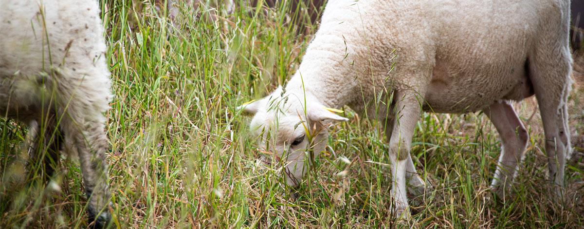 Mais où sont passés les moutons ?