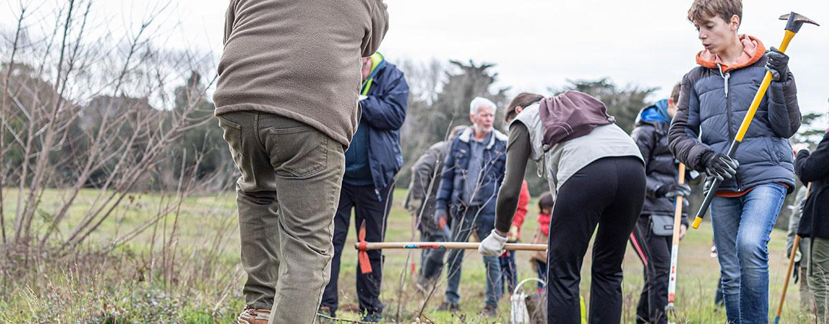 Dune grise de Bonne Source : venez éradiquer les plantes invasives le mercredi 27 octobre