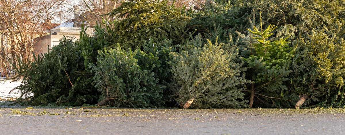 sapin
