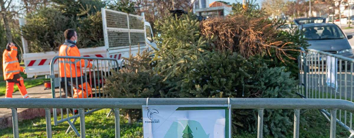 collecte sapin
