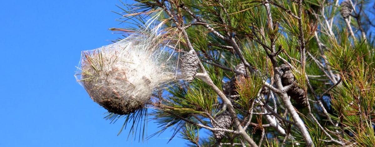 Chenille processionnaire du pin : c’est le moment d’agir !