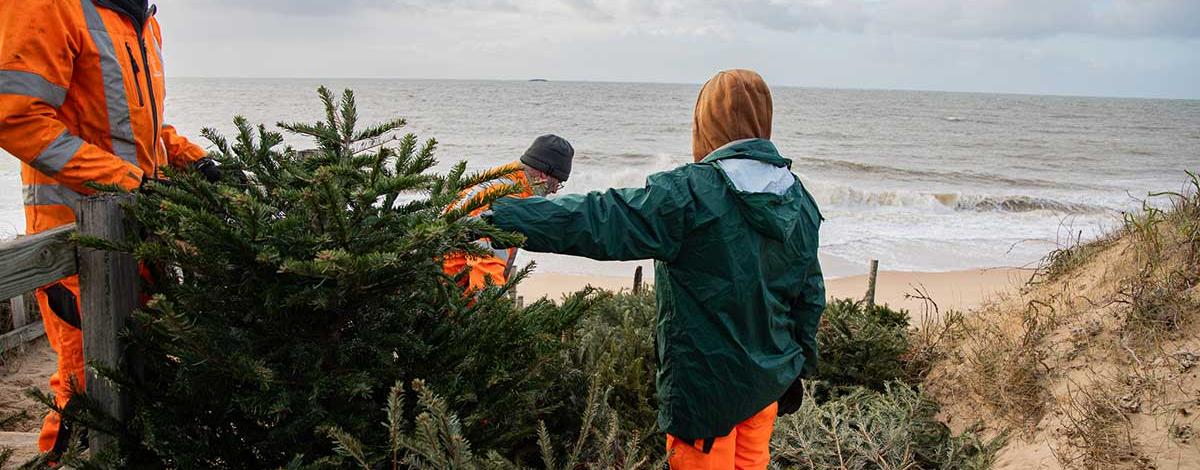 dune sapin