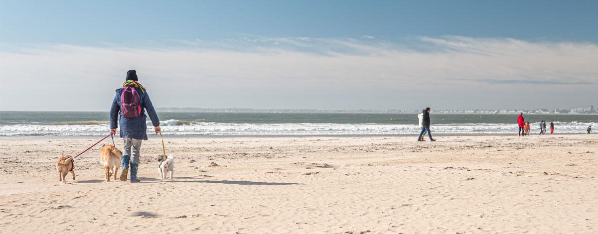 Chien, bateau, surveillance…, rappel de la réglementation sur nos plages, notamment à partir du 15 juin