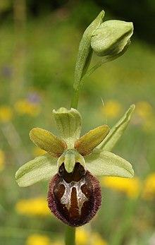 ophrys