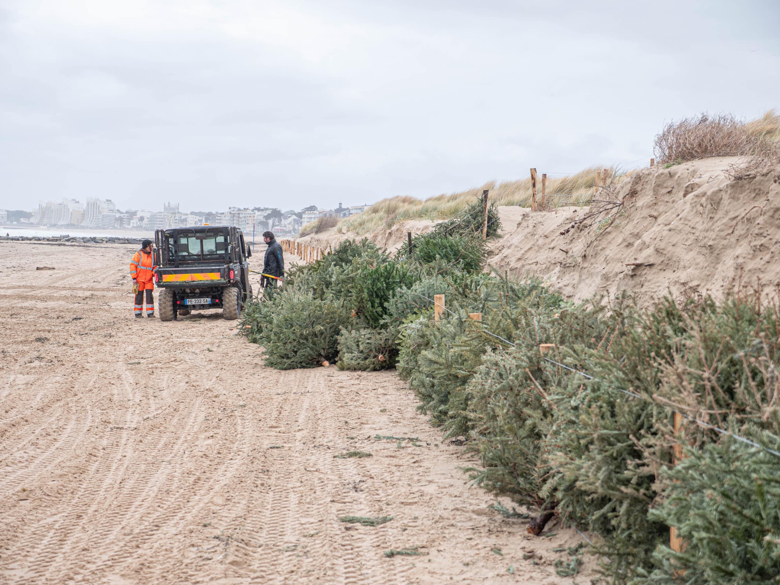 Les sapins de Noël à la rescousse des dunes